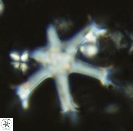 Discoaster surculus VR 06348