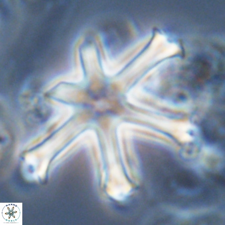 Discoaster surculus VR 06340