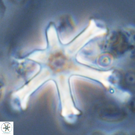 Discoaster surculus VR 06341