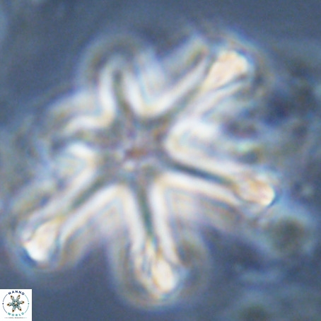 Discoaster surculus VR 06343