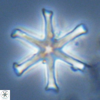 Discoaster surculus VR 06354