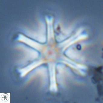 Discoaster surculus VR 06356