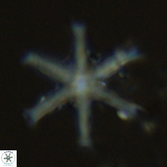 Discoaster surculus VR 06357