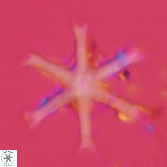 Discoaster surculus VR 06359