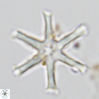 Discoaster surculus VR 06350