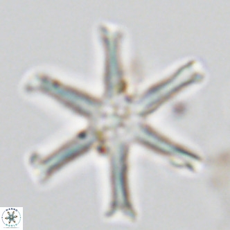Discoaster surculus VR 06351
