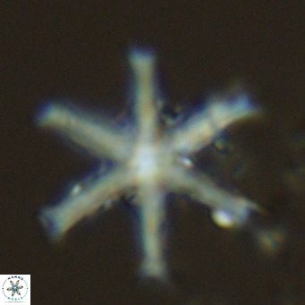 Discoaster surculus VR 06361