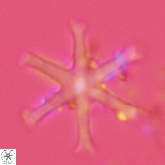 Discoaster surculus VR 06362