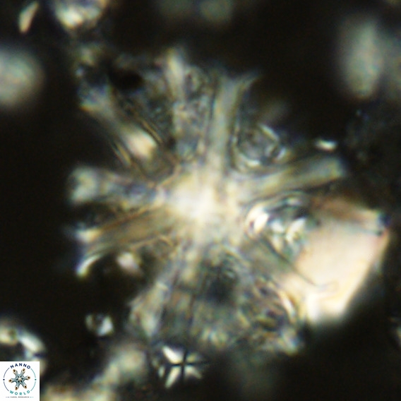 Discoaster surculus VR 06804