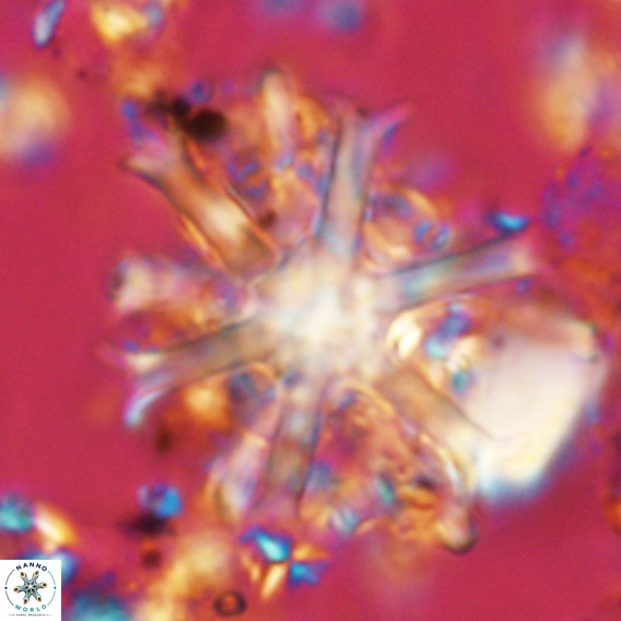 Discoaster surculus VR 06805