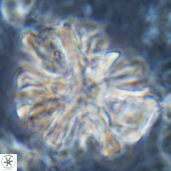 Discoaster surculus VR 06801