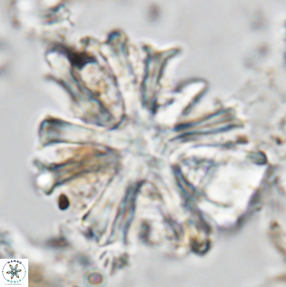 Discoaster surculus VR 06803