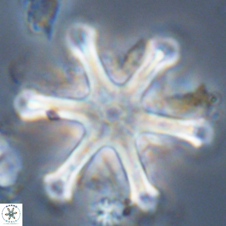 Discoaster surculus VR 06824