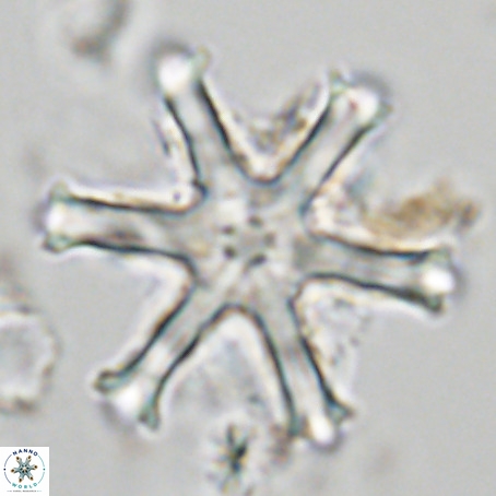 Discoaster surculus VR 06821