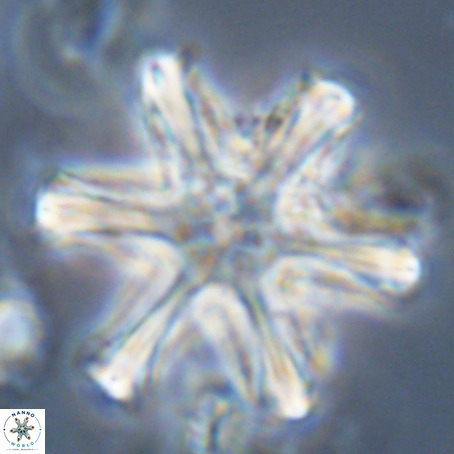 Discoaster surculus VR 06823