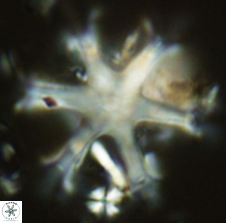 Discoaster surculus VR 06831