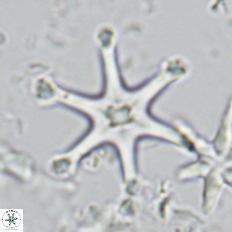 Discoaster surculus VR 08124