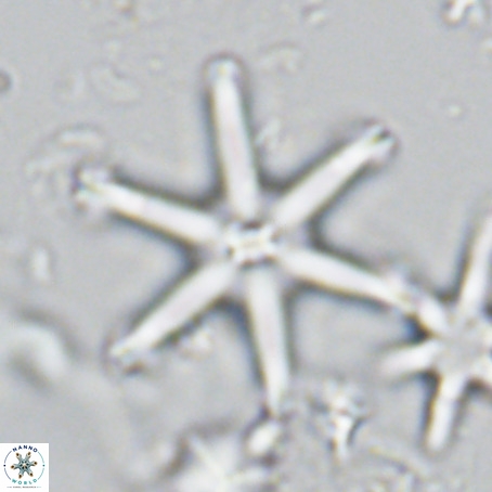 Discoaster surculus VR 08126
