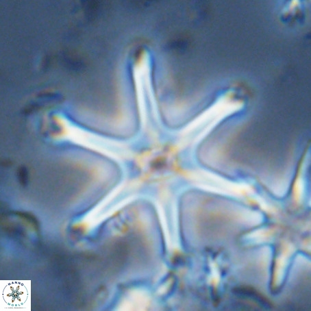Discoaster surculus VR 08127