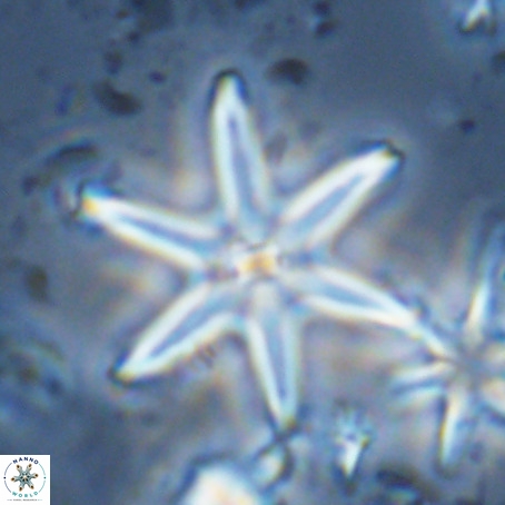 Discoaster surculus VR 08128