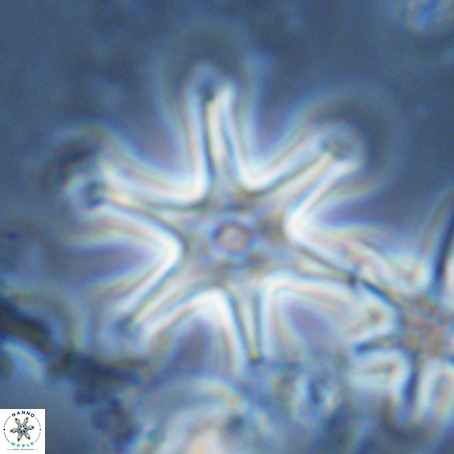 Discoaster surculus VR 08129