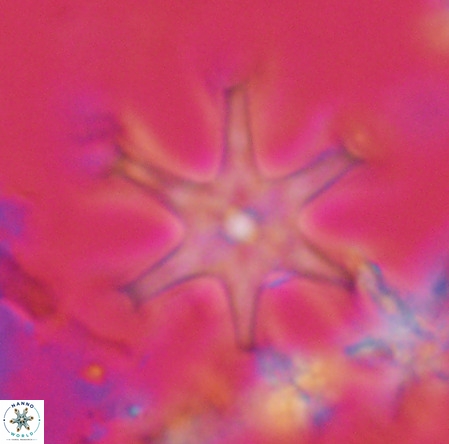 Discoaster surculus VR 08134