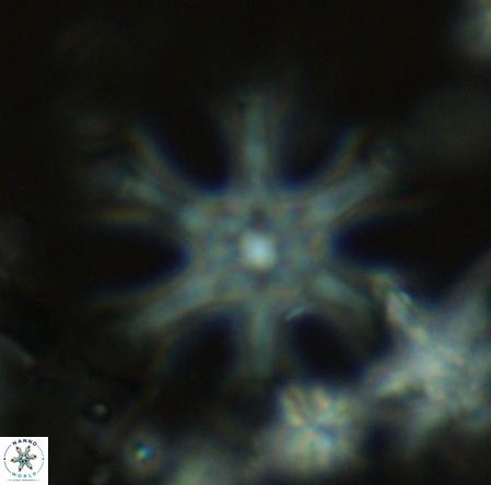 Discoaster surculus VR 08135