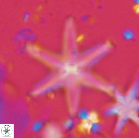 Discoaster surculus VR 08136