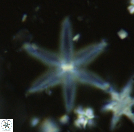 Discoaster surculus VR 08137