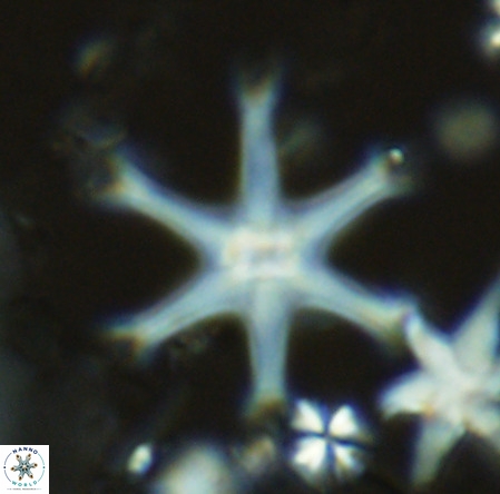 Discoaster surculus VR 08132