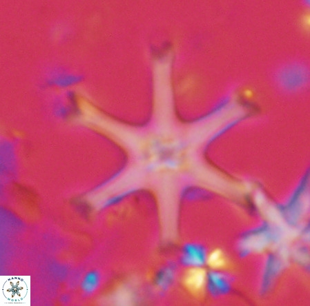 Discoaster surculus VR 08133