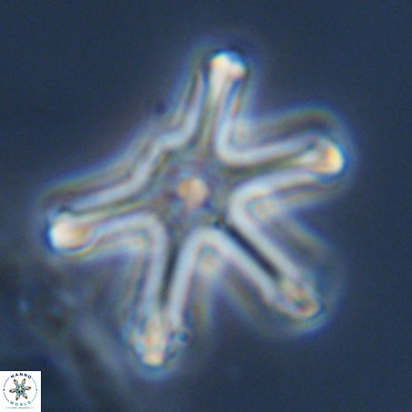 Discoaster surculus VR 08494