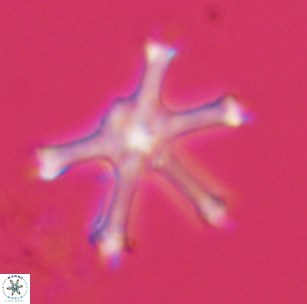 Discoaster surculus VR 08495