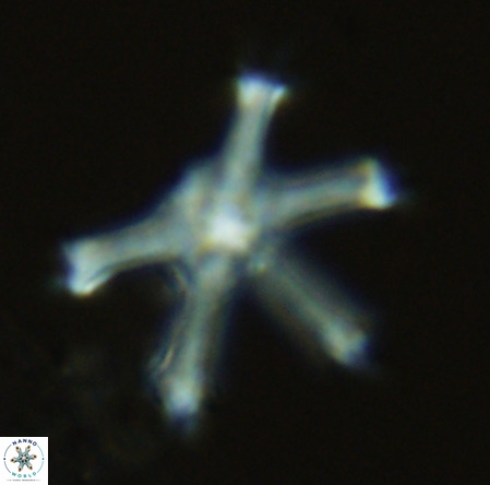 Discoaster surculus VR 08496