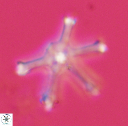 Discoaster surculus VR 08499