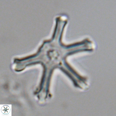 Discoaster surculus VR 08490