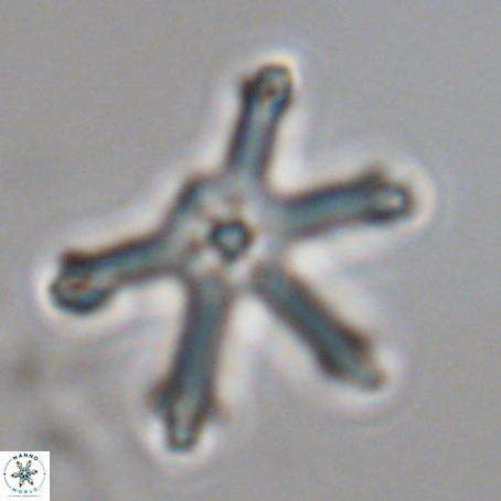Discoaster surculus VR 08491