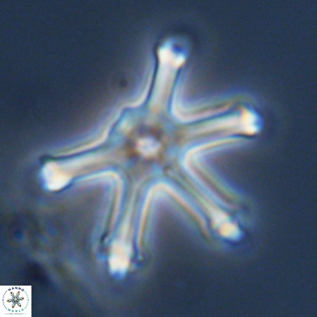 Discoaster surculus VR 08493