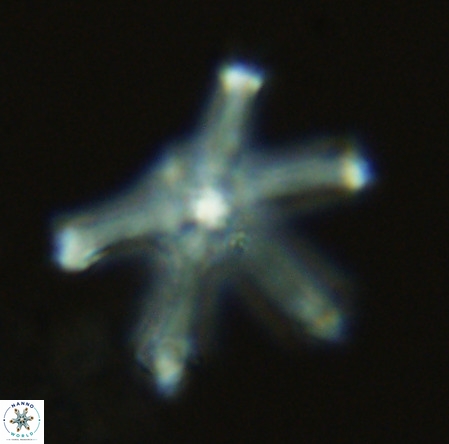Discoaster surculus VR 08500