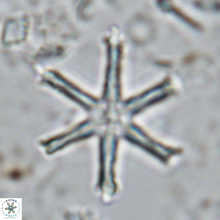 Discoaster surculus VR 08794