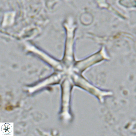 Discoaster surculus VR 08795