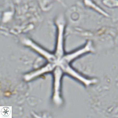 Discoaster surculus VR 08796