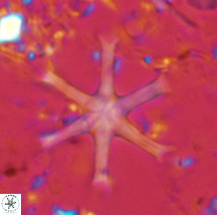 Discoaster surculus VR 08797