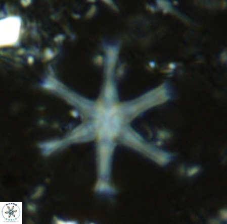 Discoaster surculus VR 08798