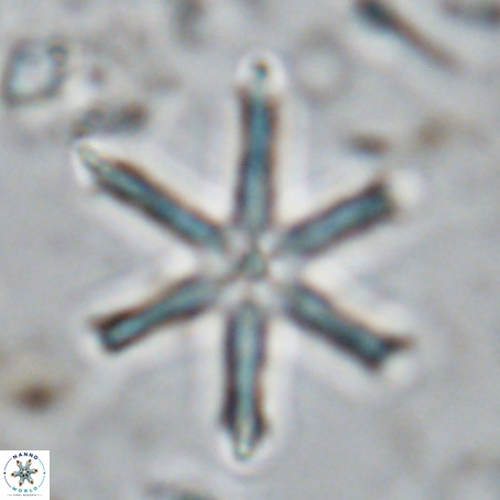 Discoaster surculus VR 08793