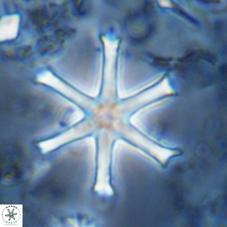Discoaster surculus VR 08804