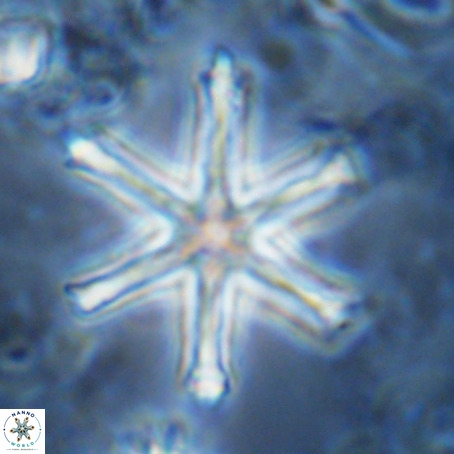Discoaster surculus VR 08805
