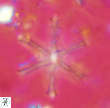 Discoaster surculus VR 08801