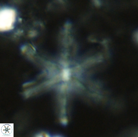 Discoaster surculus VR 08802