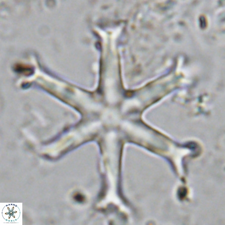 Discoaster surculus VR 10304